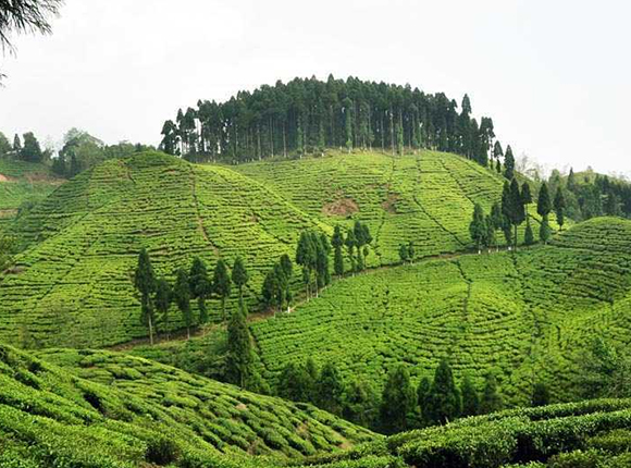 Tea Gardens
